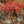 Load image into Gallery viewer, Suzanne Dwarf Fothergilla