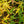 Load image into Gallery viewer, Swamp Milkweed