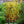Load image into Gallery viewer, Swamp Milkweed