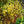 Load image into Gallery viewer, Swamp Milkweed