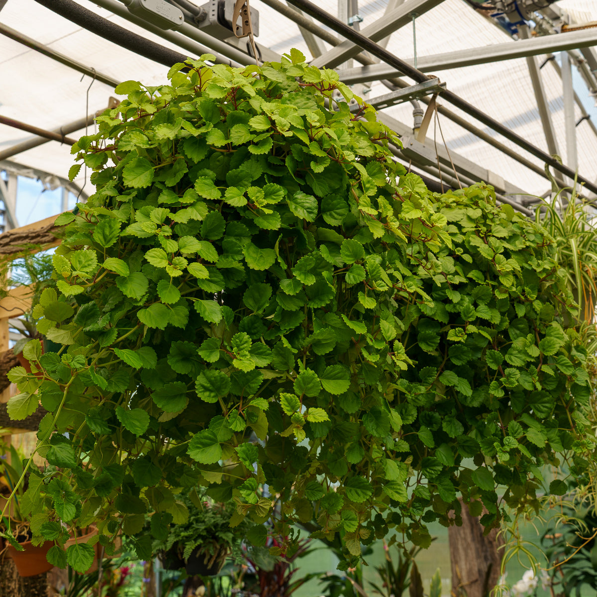 ivy plant hanging Swedish Ivy – Plant Detectives