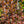 Load image into Gallery viewer, Sweet Cherry Tea Ninebark - Ninebark - Shrubs