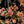 Load image into Gallery viewer, Sweet Cherry Tea Ninebark - Ninebark - Shrubs