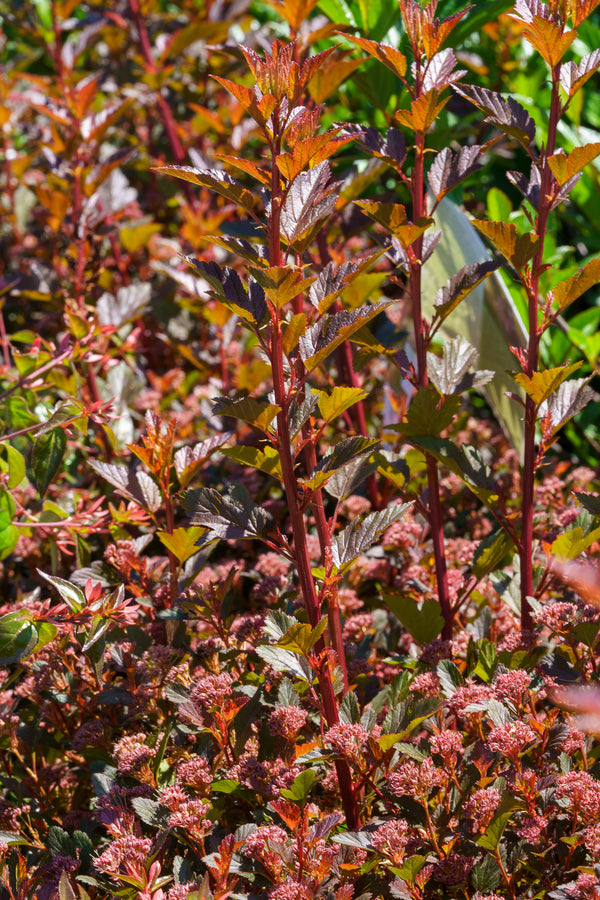 Sweet Cherry Tea Ninebark - Ninebark - Shrubs