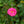 Load image into Gallery viewer, Sweet Drift Rose