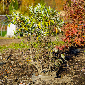 Sweet Thing Magnolia