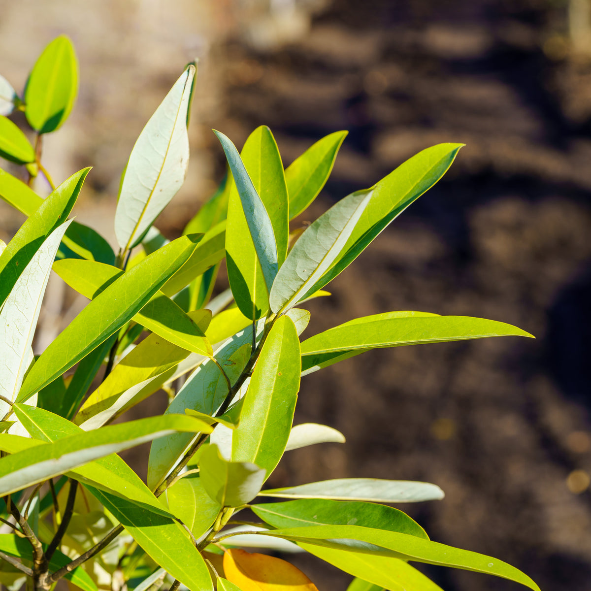 Sweet Thing Magnolia – Plant Detectives