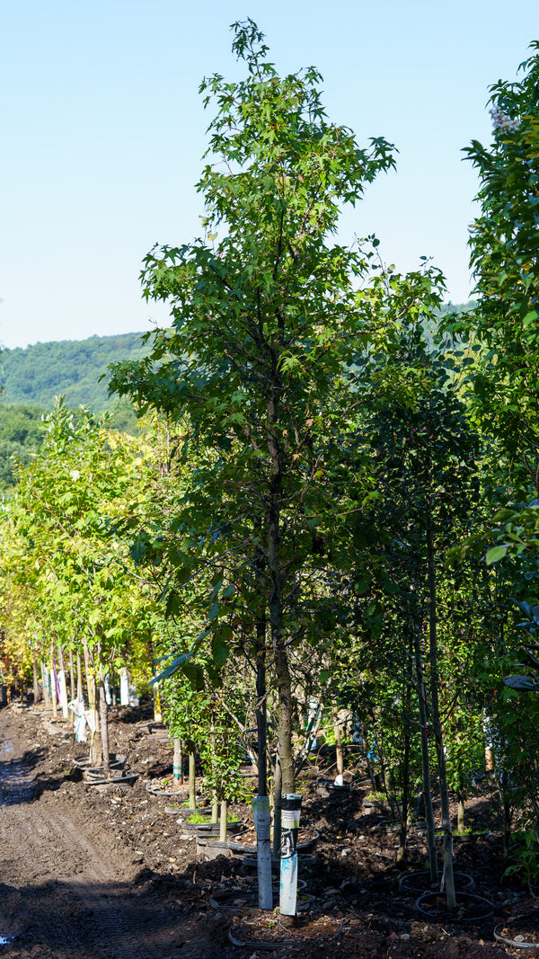 American Sweetgum