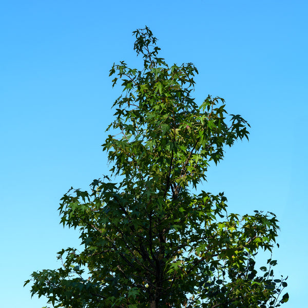 American Sweetgum