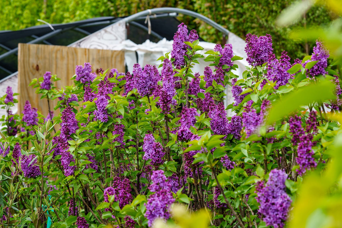 Syringavulgaris_CharlesJoly_2_