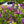 Load image into Gallery viewer, Charles Joly Lilac - Lilac - Shrubs
