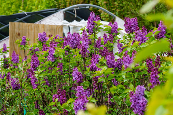Charles Joly Lilac - Lilac - Shrubs