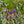 Load image into Gallery viewer, Ludwig Spaeth Lilac - Lilac - Shrubs