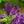 Load image into Gallery viewer, Ludwig Spaeth Lilac - Lilac - Shrubs