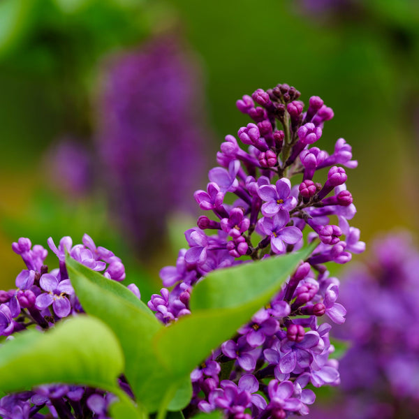 Ludwig Spaeth Lilac - Lilac - Shrubs