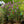 Load image into Gallery viewer, Ludwig Spaeth Lilac - Lilac - Shrubs