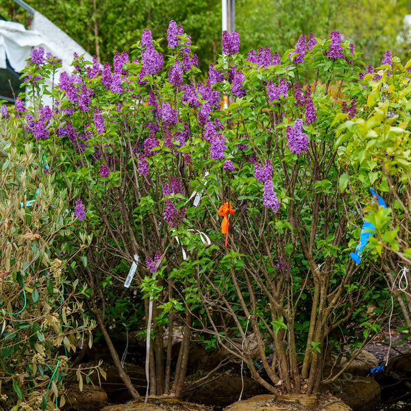 Ludwig Spaeth Lilac - Lilac - Shrubs