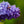 Load image into Gallery viewer, President Lincoln Lilac - Lilac - Shrubs