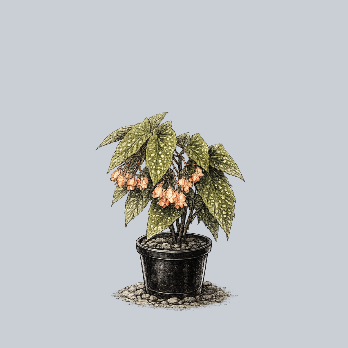 Tamaya Begonia – Plant Detectives