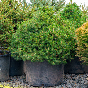 Tompa Norway Spruce - Spruce - Conifers