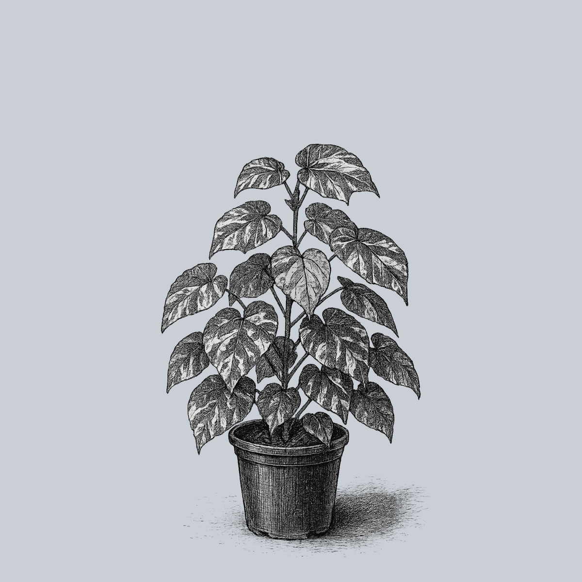 black and white potted plant Tricolor Sea Hibiscus – Plant Detectives