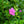 Load image into Gallery viewer, Tahiti Rose of Sharon