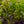Load image into Gallery viewer, Tahiti Rose of Sharon