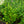 Load image into Gallery viewer, Tahiti Rose of Sharon