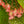 Load image into Gallery viewer, Tamaya Orange Cane Begonia