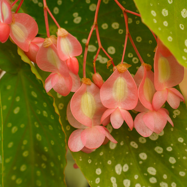 Tamaya Orange Cane Begonia