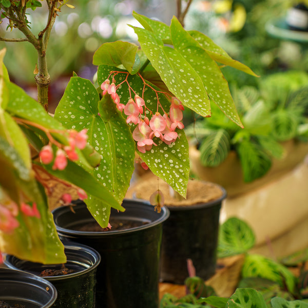 Tamaya Orange Cane Begonia