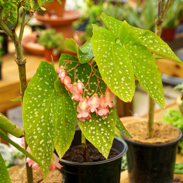Tamaya Orange Cane Begonia