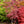 Load image into Gallery viewer, Tamukeyama Laceleaf Japanese Maple - Japanese Maple - Japanese Maples