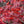 Load image into Gallery viewer, Tamukeyama Laceleaf Japanese Maple - Japanese Maple - Japanese Maples
