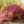 Load image into Gallery viewer, Tamukeyama Laceleaf Japanese Maple - Japanese Maple - Japanese Maples