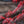 Load image into Gallery viewer, Tamukeyama Laceleaf Japanese Maple - Japanese Maple - Japanese Maples