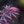 Load image into Gallery viewer, Tamukeyama Laceleaf Japanese Maple - Japanese Maple - Japanese Maples