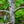 Load image into Gallery viewer, Tamukeyama Laceleaf Japanese Maple - Japanese Maple - Japanese Maples