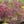Load image into Gallery viewer, Tamukeyama Laceleaf Japanese Maple - Japanese Maple - Japanese Maples