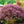 Load image into Gallery viewer, Tamukeyama Laceleaf Japanese Maple - Japanese Maple - Japanese Maples