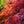 Load image into Gallery viewer, Tamukeyama Laceleaf Japanese Maple - Japanese Maple - Japanese Maples