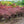 Load image into Gallery viewer, Tamukeyama Laceleaf Japanese Maple