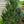 Load image into Gallery viewer, Tannenbaum Mugo Pine