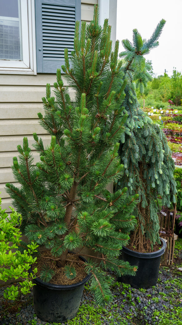 Tannenbaum Mugo Pine