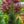 Load image into Gallery viewer, Tannenbaum Mugo Pine