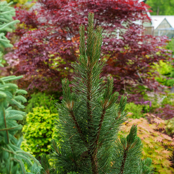 Tannenbaum Mugo Pine