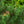 Load image into Gallery viewer, Tannenbaum Mugo Pine