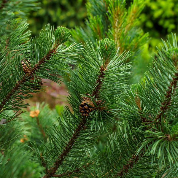 Tannenbaum Mugo Pine