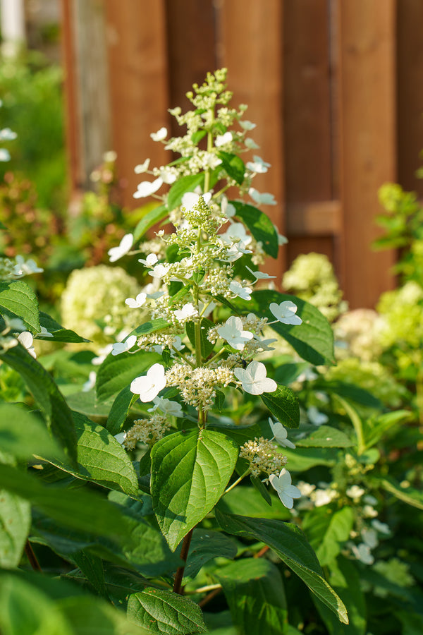 Tardiva Panicle Hydrangea