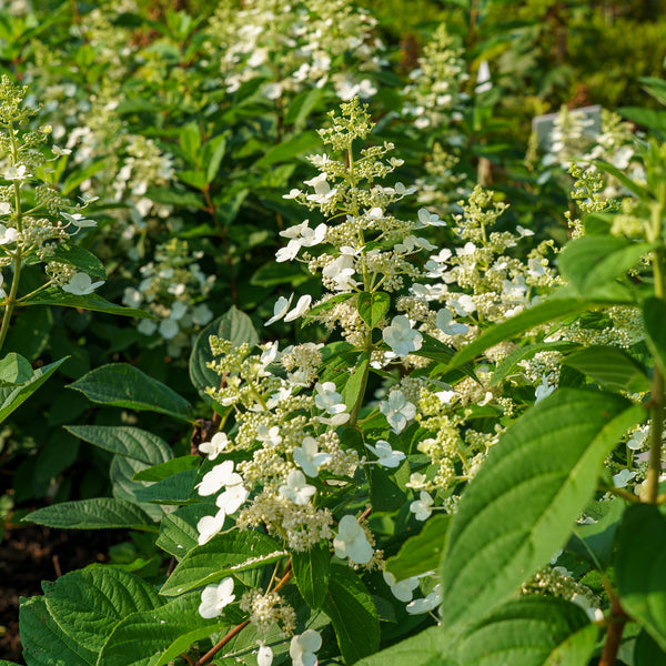 Tardiva Panicle Hydrangea